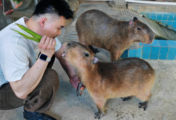 鼎冠配资 “五一”假期解锁济南ZooWalk新玩法：蹲守孔雀开屏 偶遇熊猫“躺平”
