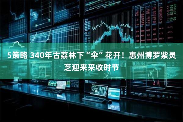 5策略 340年古荔林下“伞”花开！惠州博罗紫灵芝迎来采收时节